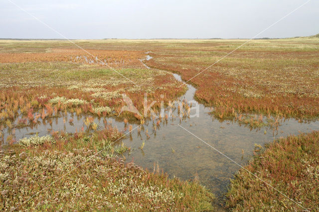 Schorrekruid (Suaeda maritima)