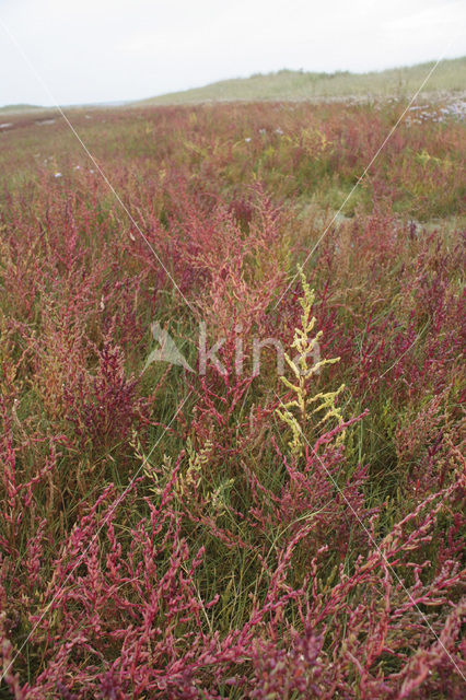 Schorrekruid (Suaeda maritima)