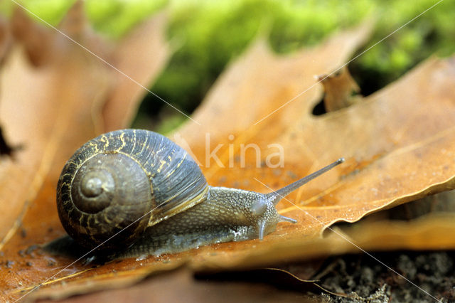 Segrijnslak (Helix aspersa aspersa)