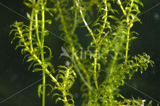 Smalle waterpest (Elodea nuttallii)