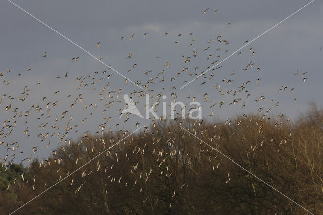 Spreeuw (Sturnus vulgaris)