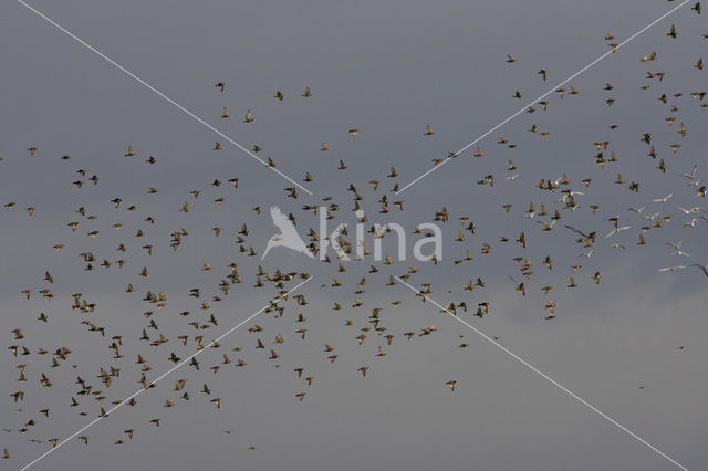 European Starling (Sturnus vulgaris)