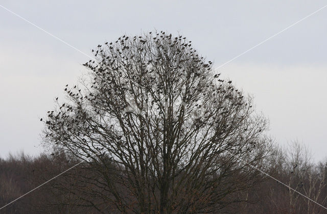 European Starling (Sturnus vulgaris)