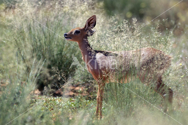 Steenbokantilope (Raphicerus campestris)