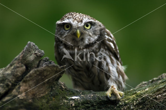 Steenuil (Athene noctua)