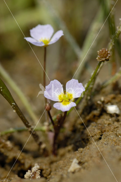 Stijve moerasweegbree (Echinodorus ranunculoides)