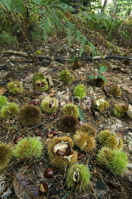 Tamme kastanje (Castanea sativa)