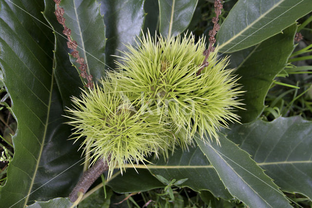 Tamme kastanje (Castanea sativa)