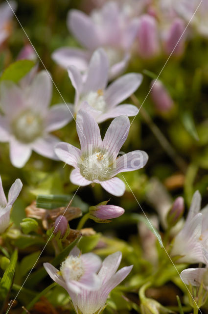 Bog Pimpernel (Anagallis tenella)