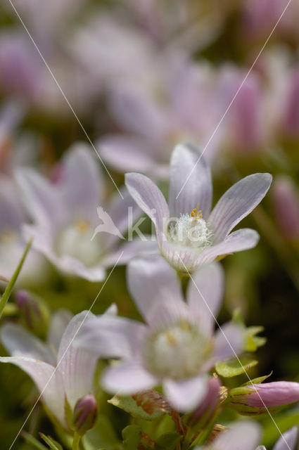 Bog Pimpernel (Anagallis tenella)