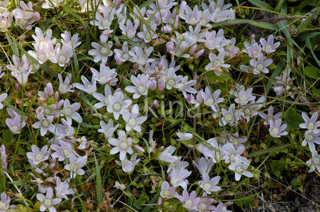 Teer guichelheil (Anagallis tenella)