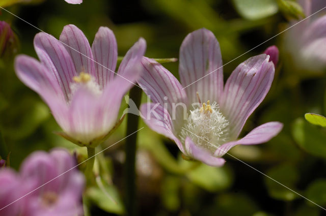 Teer guichelheil (Anagallis tenella)