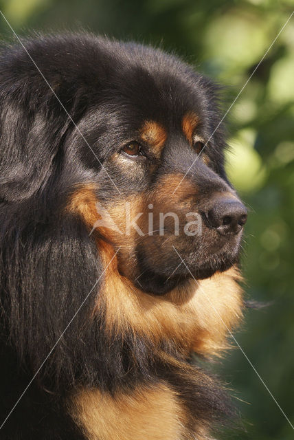 Tibetaanse mastiff (Canis domesticus)