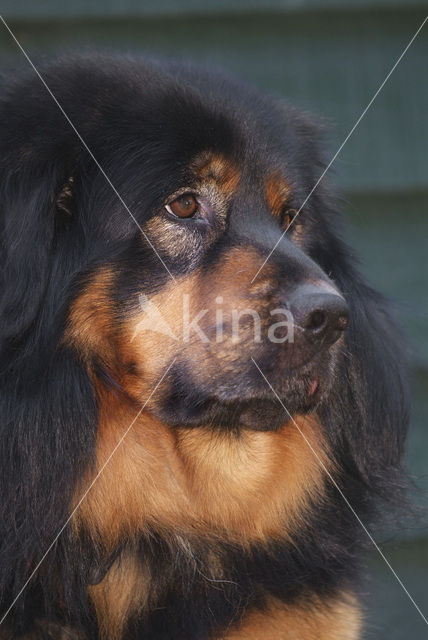 Tibetaanse mastiff (Canis domesticus)