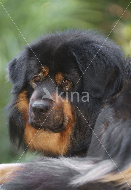 Tibetaanse mastiff (Canis domesticus)