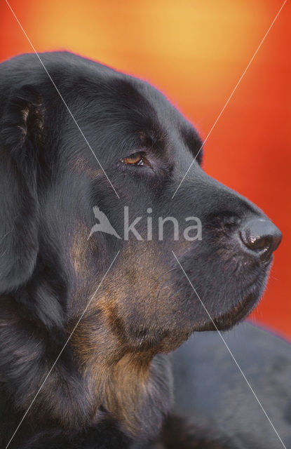 Tibetaanse mastiff (Canis domesticus)