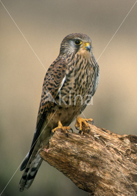 Torenvalk (Falco tinnunculus)