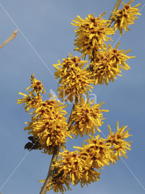 Toverhazelaar (Hamamelis mollis)