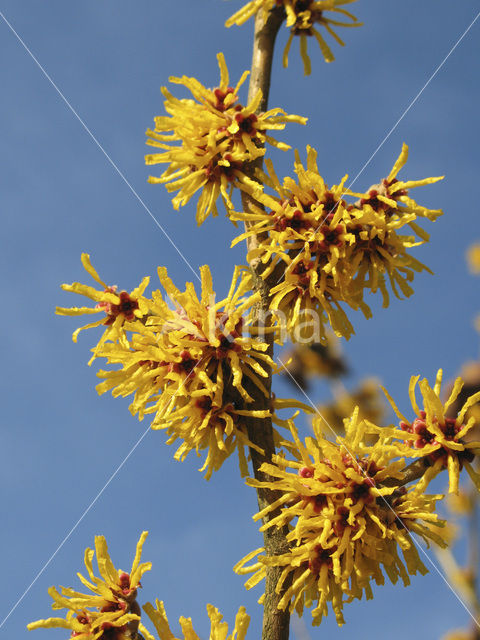 Toverhazelaar (Hamamelis mollis)