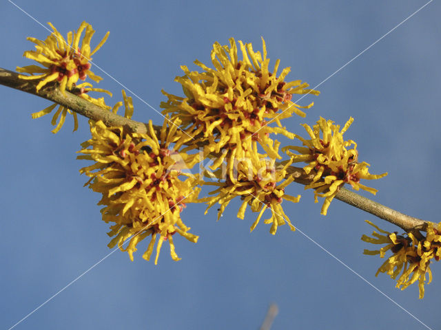 Toverhazelaar (Hamamelis mollis)