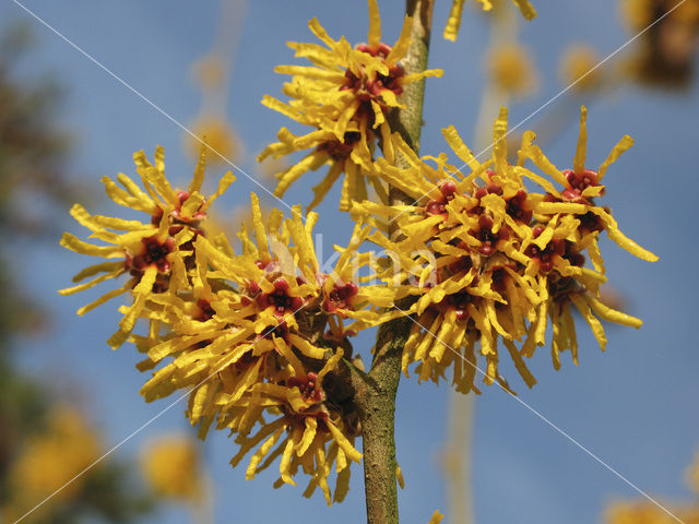 Toverhazelaar (Hamamelis mollis)