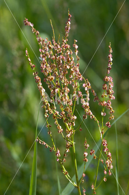 Veldzuring (Rumex acetosa)