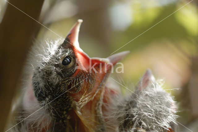 Vink (Fringilla coelebs)