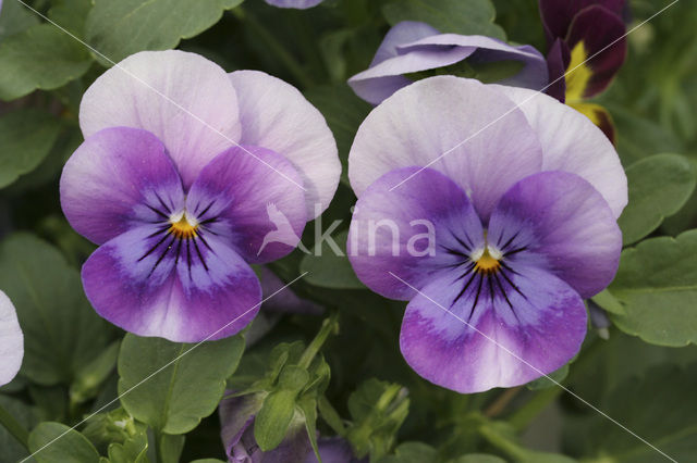 Viooltje (Viola spec.)