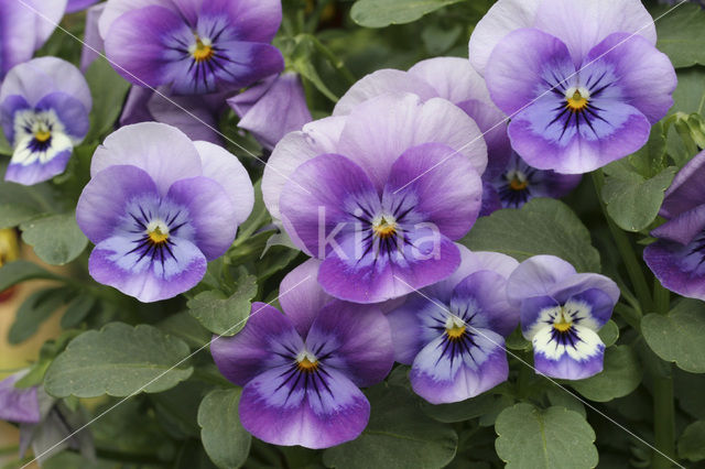 Viooltje (Viola spec.)