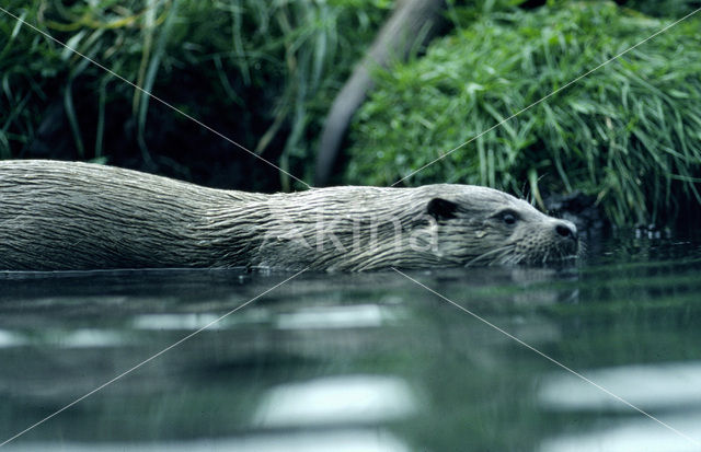 Visotter