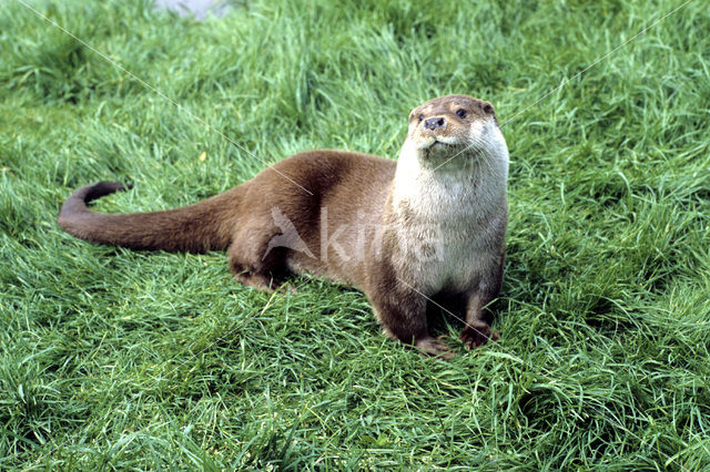 Visotter