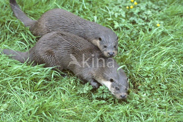 Visotter