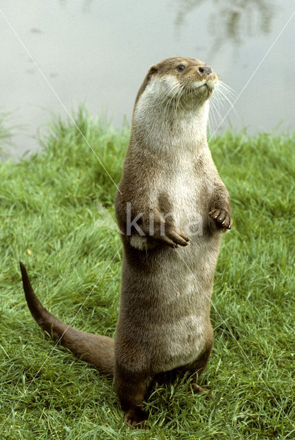 Visotter