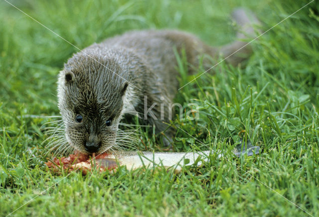 Visotter