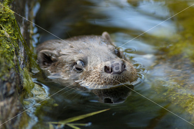 Visotter