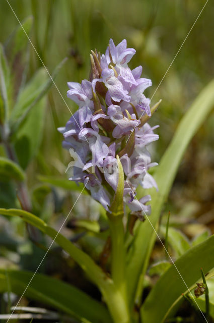 Vleeskleurige orchis (Dactylorhiza incarnata)