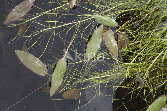 Vlottende bies (Eleogiton fluitans)