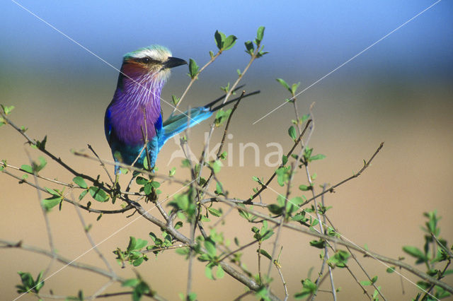 Vorkstaartscharrelaar (Coracias caudatus)