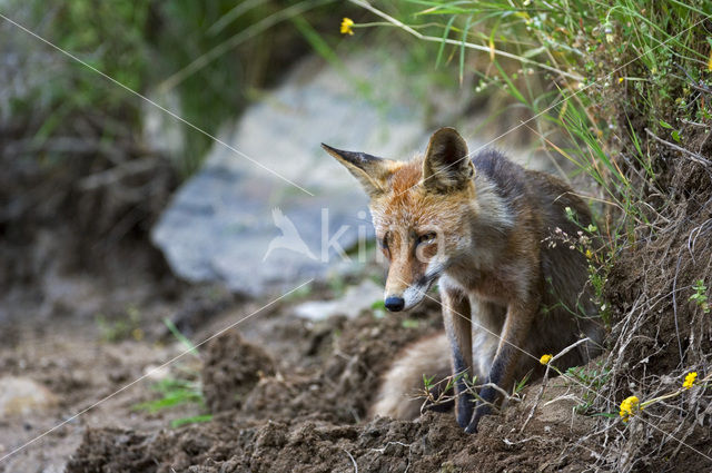 Vos (Vulpes vulpes)