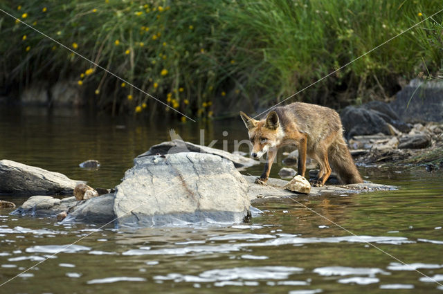 Vos (Vulpes vulpes)