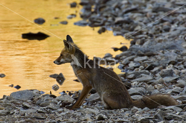 Vos (Vulpes vulpes)