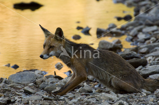 Vos (Vulpes vulpes)