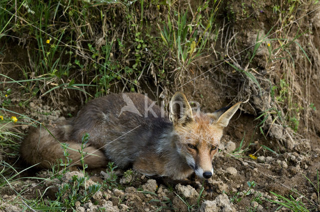 Vos (Vulpes vulpes)