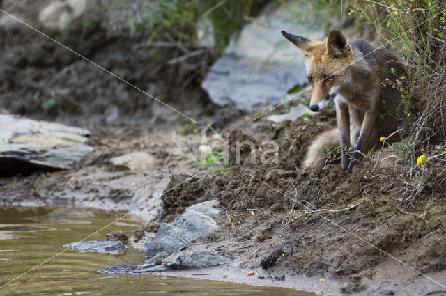 Vos (Vulpes vulpes)