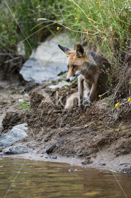 Vos (Vulpes vulpes)