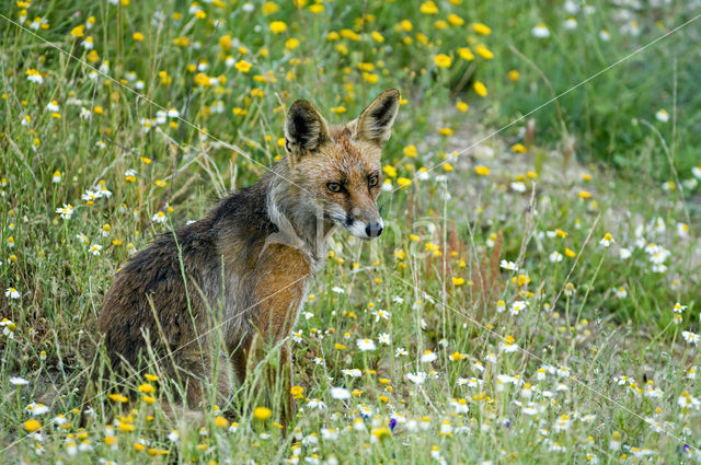 Vos (Vulpes vulpes)