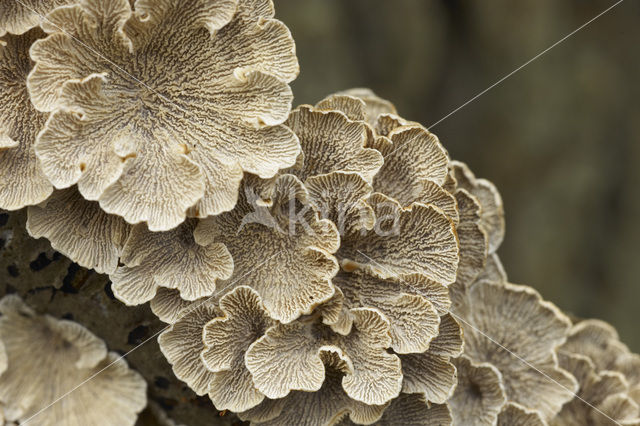 Waaiertje (Schizophyllum commune)