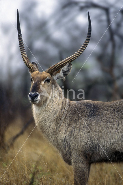 Waterbok (Kobus ellipsiprymnus)