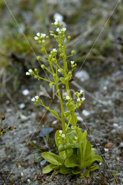 Waterpunge (Samolus valerandi)