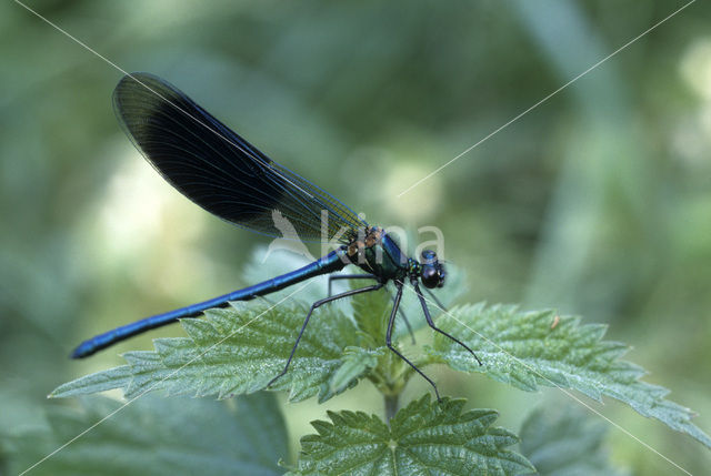 Weidebeekjuffer (Calopteryx splendens)